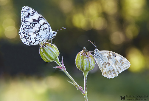 butterfly bokeh mariposa melanargialachesis melanargiarussiae espersmarbledwhite iberianmarbledwhite