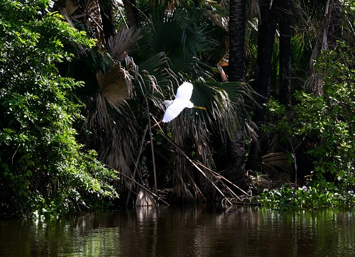 birds río river mexico aves wetlands marsh tabasco usumacinta pantanos humedales grilalva