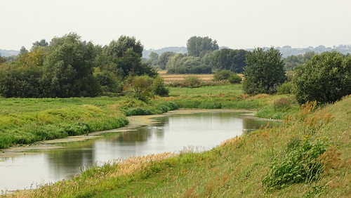 trees green nature water river landscape pond poland polska wisła chełmno
