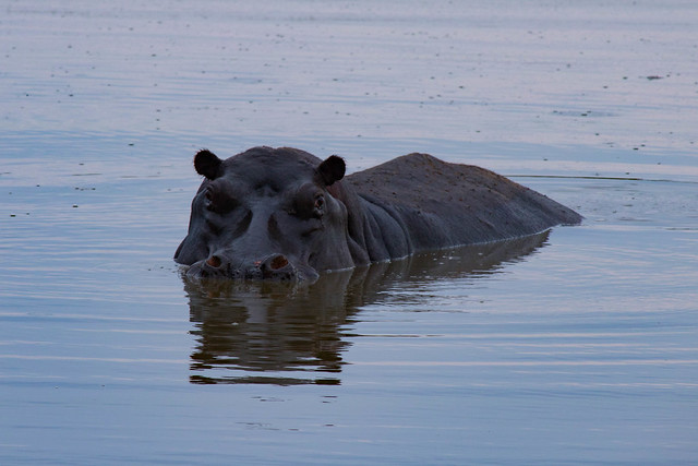 Hippo in a pond