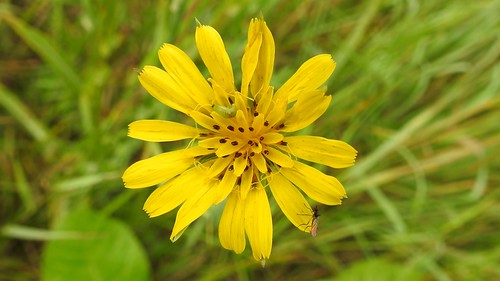 goatsbeard tragopogonpratensis harilikpiimjuur yellowflower