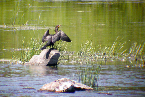 bird wildlife birding ornithology birdwatching oiseau doublecrestedcormorant faune ornithologie cormoranàaigrettes