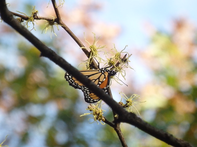 Danaus plexippus (monarch butterfly) on Hamamelis virginiana (American witchhazel) Linville Gorge