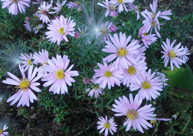 aster with a couple milkweed seeds