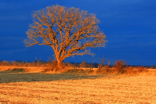 park county sunset lake tree oak bur reis iowa larry meyer winneshiek