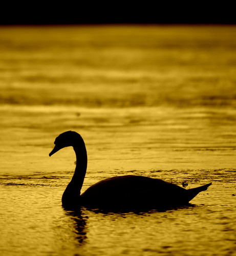 aberdeenshire swan lochofskene sunset sunrise flickr scotland silhouette canon