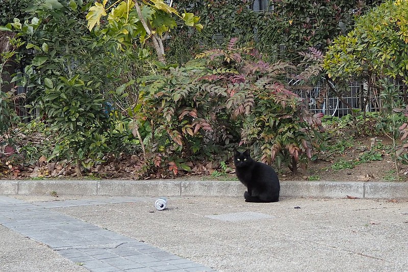 池袋二丁目公園の黒猫
