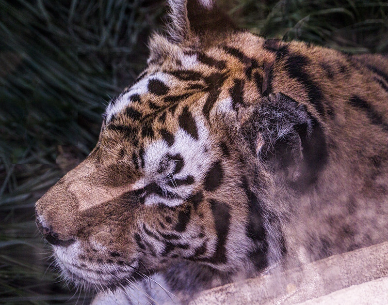 Animal Kingdom - Tiger - close up