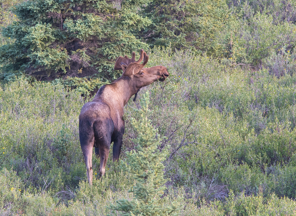 雄驼鹿 (Bull Moose)