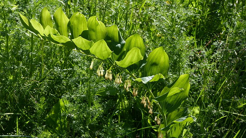 flowers summer plants plant flower finland geotagged july fin 2015 polygonatum kankaanpää asparagaceae polygonatummultiflorum satakunta 201507 korvaluoma 20150701 geo:lat=6194932523 geo:lon=2251431227