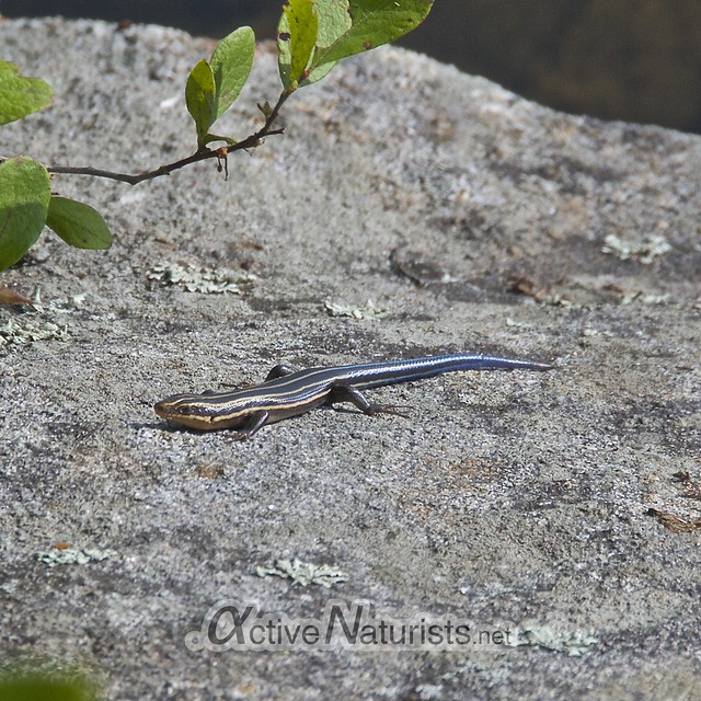 American five-lined skink 0000 Harriman State Park, NY, USA