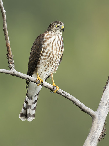 birds bc hawk britishcolumbia perched shelley sharpshinnedhawk princegeorge accipiterstriatus sharpshinned jeffdyck accipter