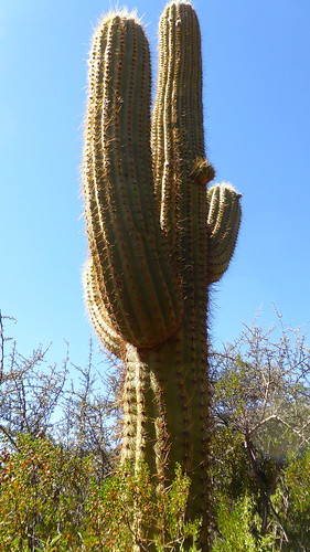 cardón cactus