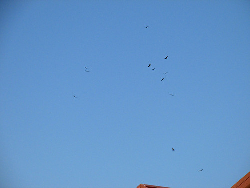sky birds wildlife indiana vultures turkeyvultures blueskies buzzards fairoaks dairies turkeybuzzards fairoaksdairyadventure