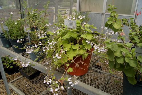 Pelargonium odoratissimum