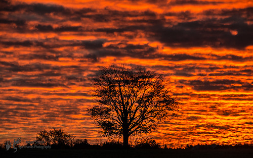 morning sky tree field clouds sunrise orangesky redsky lonetree lakecountry simcoecounty ramara rbsexplored rbsfavs