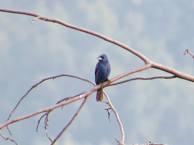 Blue Grosbeak in Cypress, Johnson County, IL