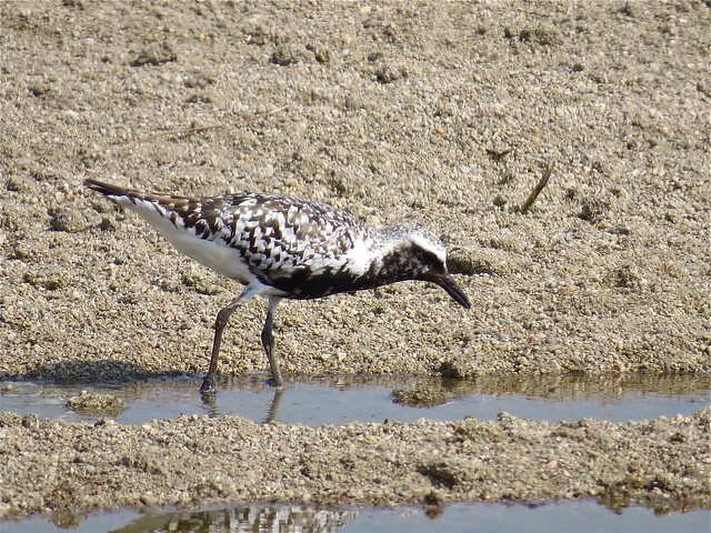 Black-bellied Plover at El Paso Sewage Treatment Center in Woodford County, IL 11