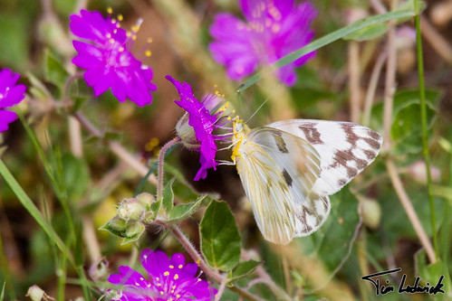 pink arizona flower butterfly us unitedstates sasabe buenosairesnationalwildliferefuge