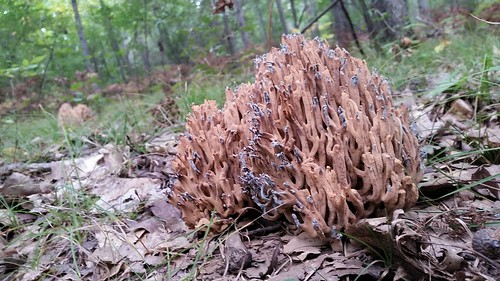 fall mushroom photo michigan fungi fungus forestfloor earlyautumn deerfieldpark isabellacountyparksandrecreation