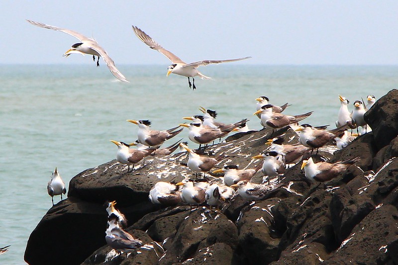 IMG_2945 鳳頭燕鷗 Greater Crested Tern