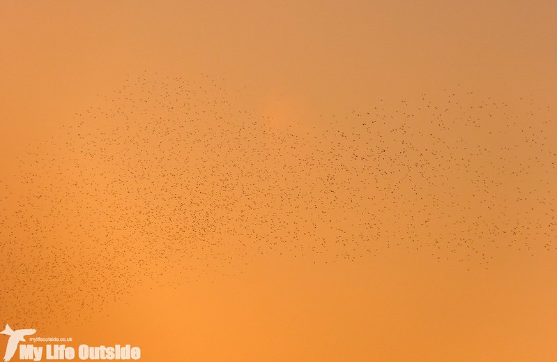 P1160164 - Starlings, Llanrhidian Marsh
