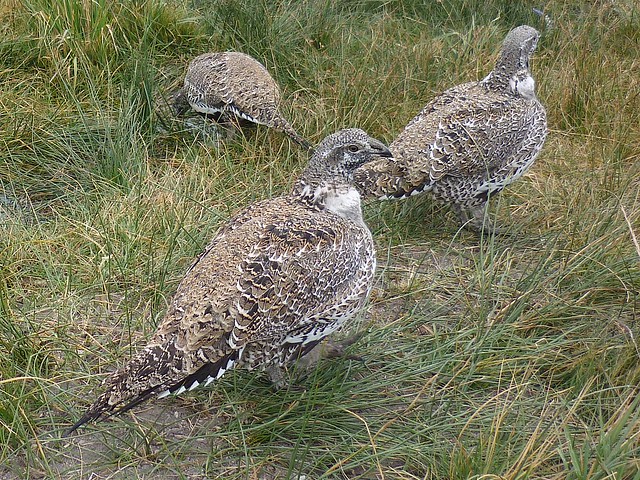 greater sage grouse males
