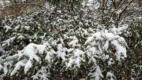 Snow-laden