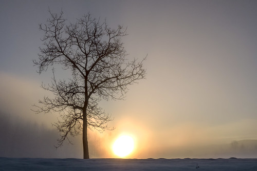 slovenija slovenia belakrajina whitecarniola semic winter snow nikon p530 tree walnut sunset