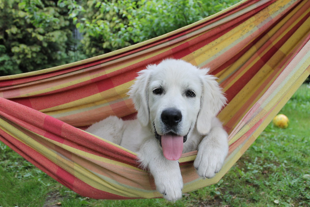 Step 4: drop into hammock