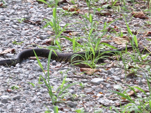 Water Moccasin at Oakwood Bottoms in Jackson County, IL