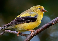 American Goldfinch