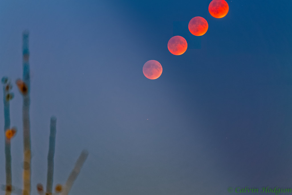 The super blood moon rises over Astoria. Four moons in one shot.