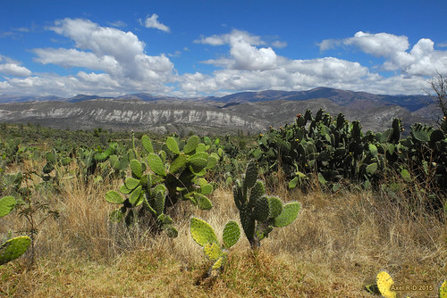 cactus perú ayacucho montagnes