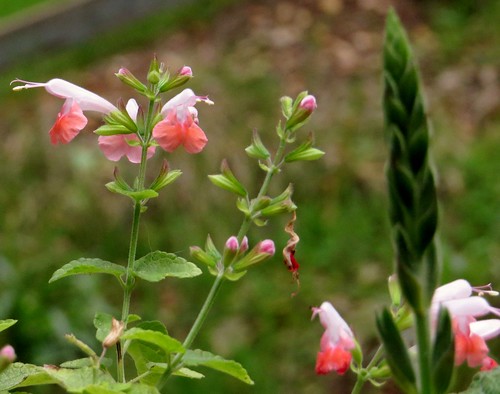 Salvia coccinea (var. Apple Blossom)