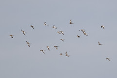 Cockatiel flock at Marglu Billabong, Parrys Lagoon CR8B1109