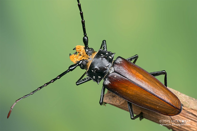 Longhorn beetle (Callipogon sp.) - DSC_7549