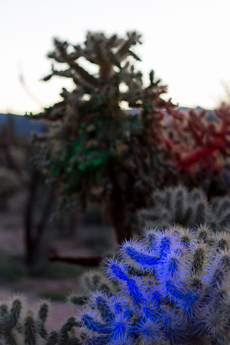 morning blue arizona lightpainting cacti sunrise dawn desert sharp needles spines 青 sonorandesert cholla blå синий modrý