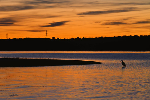 sky orange bird water sunrise landscape gold dawn golden silhouettes daybreak lakescape