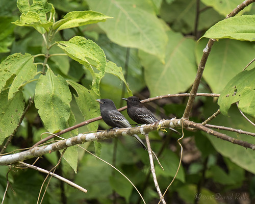 black ecuador amazon phoebe passeriformes sayornis nigricans pichincha