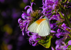 'Orange Shouldered White' Butterfly on Ribbon Bush flowers