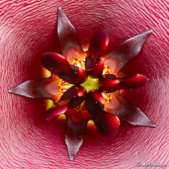 Stapelia schinzii var schinzii (flower symmetry)