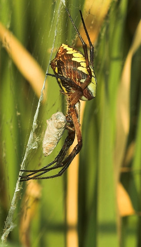 california bug spider web arachnid bugs sacramento elkgrove gardenspider camdenpark elkgrovecreek