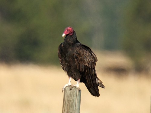 birds montana vultures hawks cathartesaura digiscoped powellcounty tuvu kleinschmidtflat