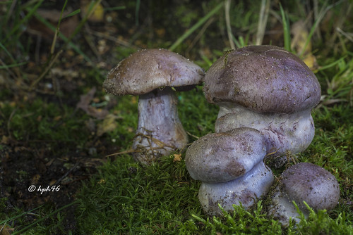 mushroom fungus pilz sittensen schleierling cortinariusspec