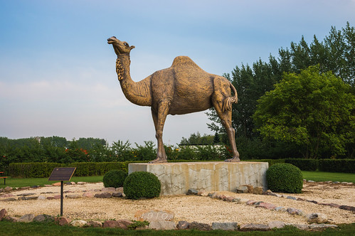 canada manitoba camel glenboro