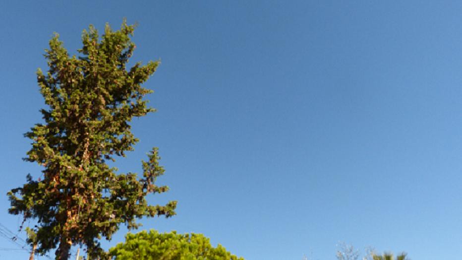 foto de nuestro ciprés con un cielo sin nubes , 09 oct 15 - Principiantes - Comunidad Nikonistas