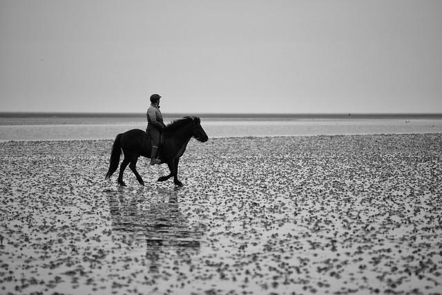 Mandø Horseback Riders