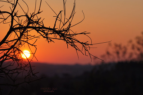 autumn light italy tree silhouette backlight evening twilight branches thoughts tuscany thegalaxy