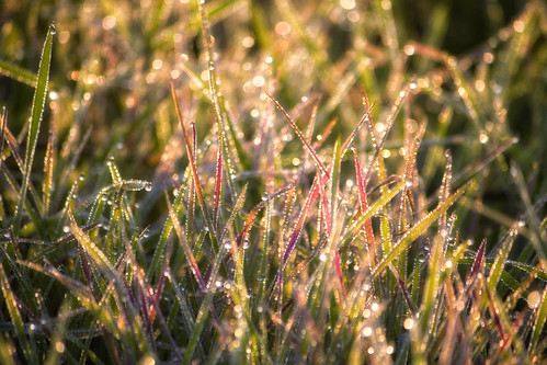 morning light nature grass bokeh dew φύση χόρτα δροσιά φωσ πρωινή